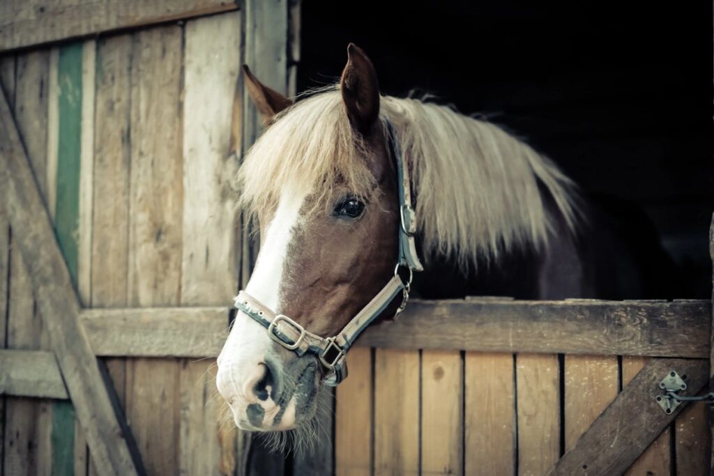 Horse in stall with hemp bedding