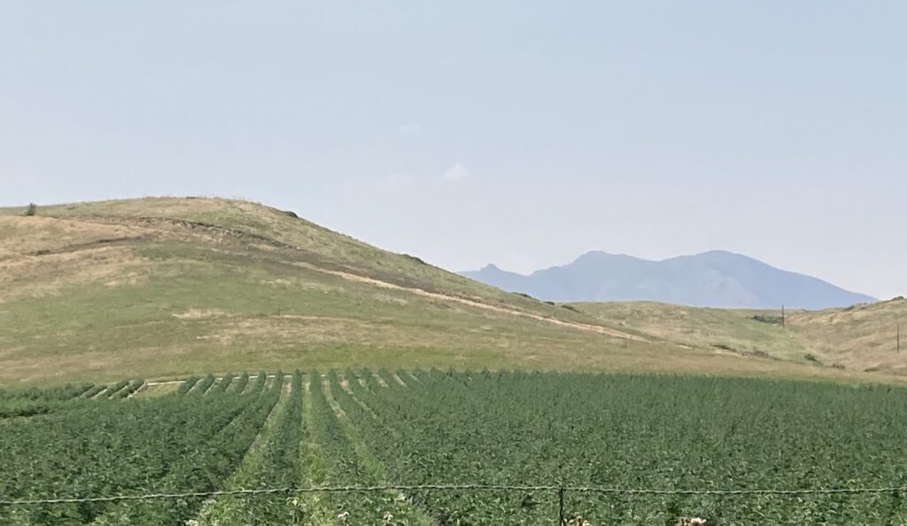 Colorado hemp field