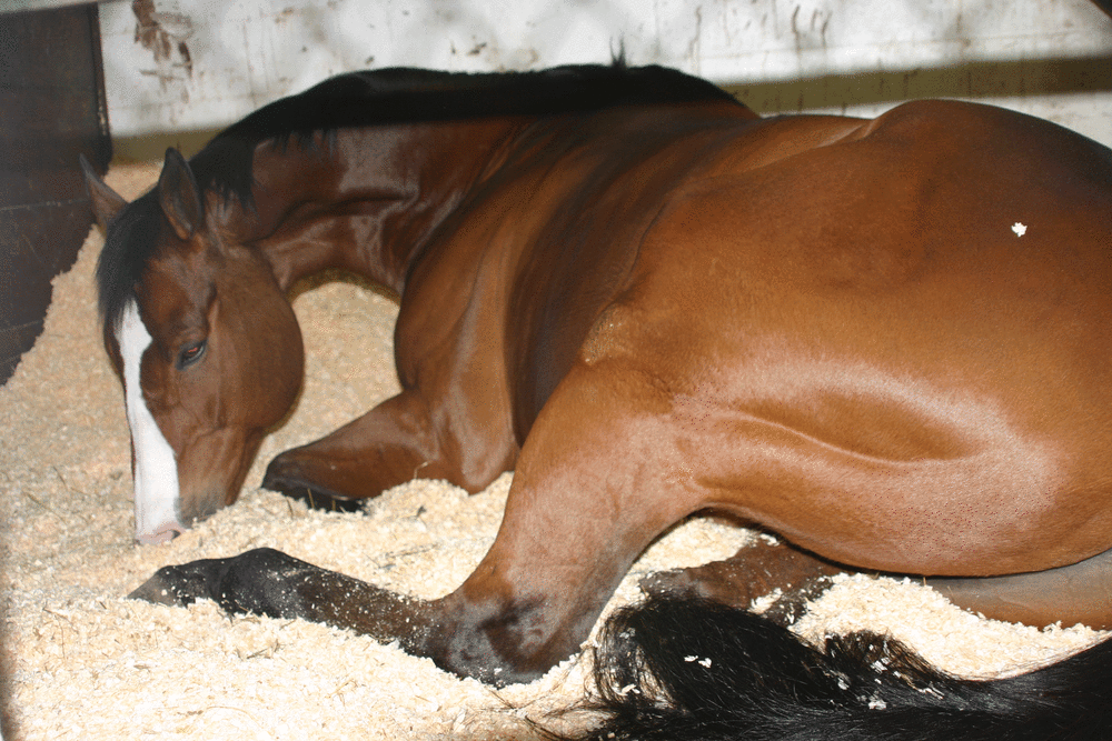 Hemp horse bedding